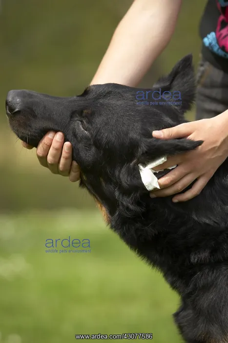 : Beauceron ear beeing cleaned : Beauceron ear beeing cleaned