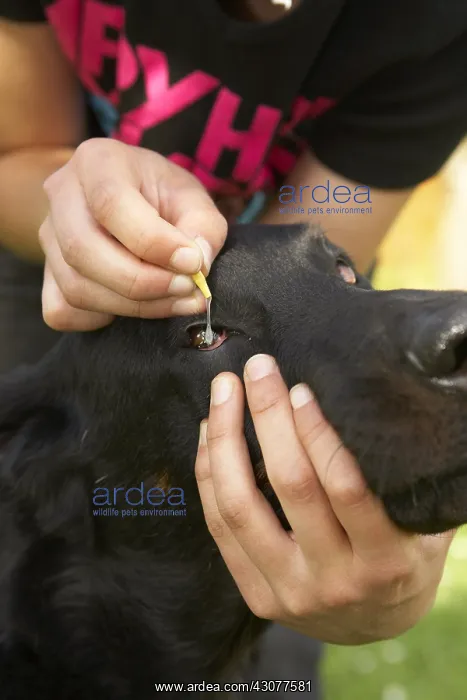: Beauceron getting eye drops : Beauceron getting eye drops