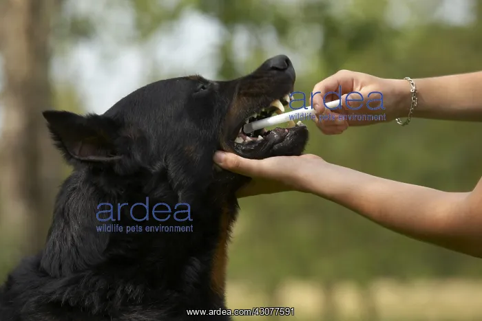 : Beauceron getting medicine : Beauceron getting medicine
