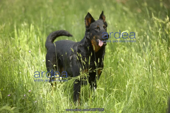 : Beauceron in tall grass : Beauceron in tall grass