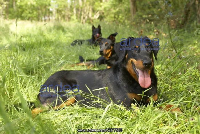  : Beaucerons lying in the grass