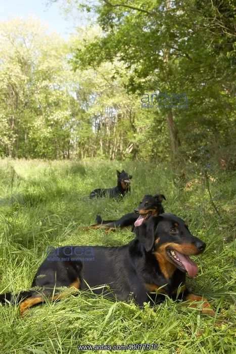  : Beaucerons lying in the grass