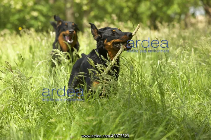 : Two Beaucerons playing together in the grass : Two Beaucerons playing together in the grass