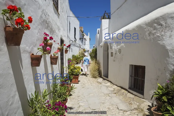 : Beautiful alleyway with flowerpots and brillianty : Beautiful alleyway with flowerpots and brillianty