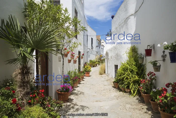 : Beautiful alleyway with flowerpots and brillianty : Beautiful alleyway with flowerpots and brillianty