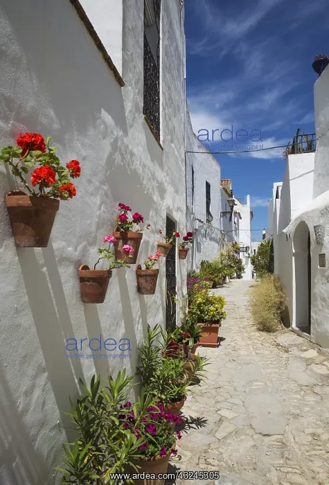 : Beautiful alleyway with flowerpots and brillianty : Beautiful alleyway with flowerpots and brillianty