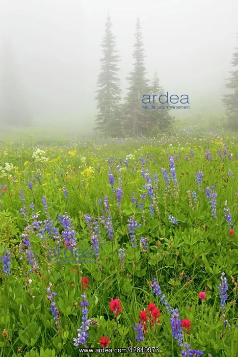  : Beautiful alpine wildflowers, including lupins