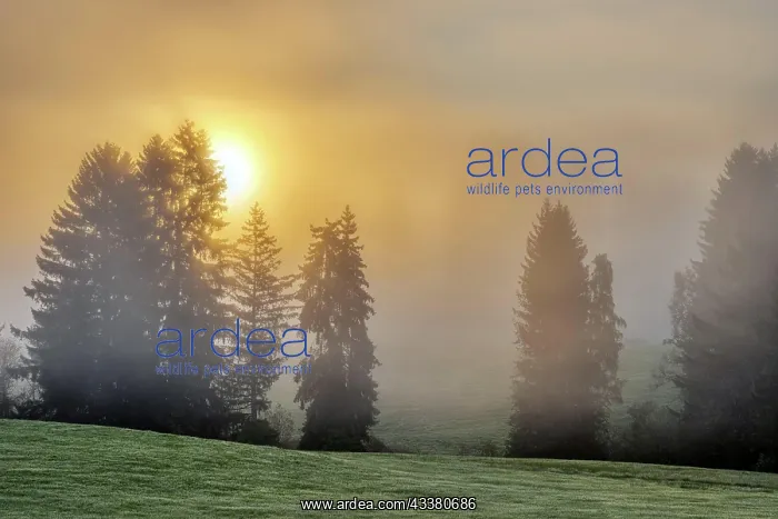 : Beautiful autumn sunrise in a misty landscape, s : Beautiful autumn sunrise in a misty landscape, s