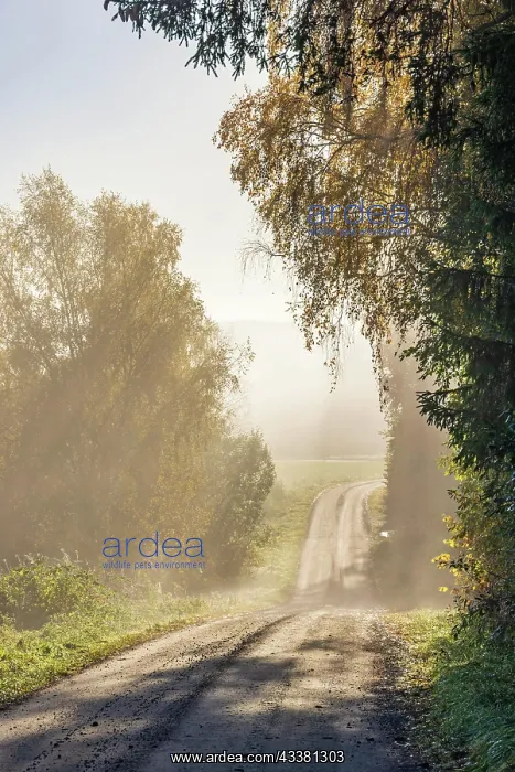 : Beautiful backlight by a dirt road in a forest i : Beautiful backlight by a dirt road in a forest i