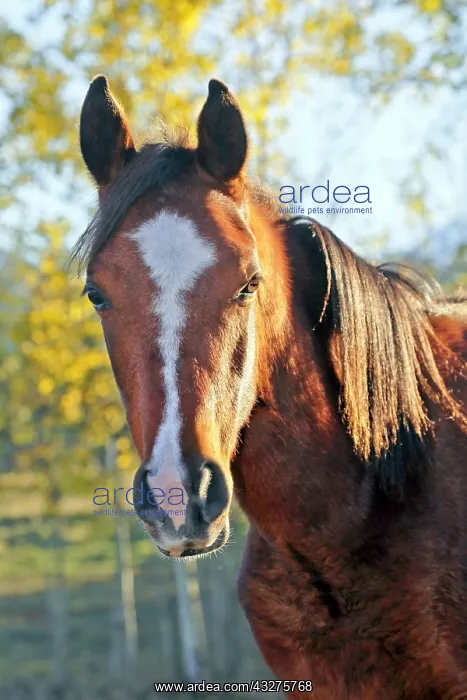 : Beautiful Bay Arabian Colt standing at pasture : Beautiful Bay Arabian Colt standing at pasture