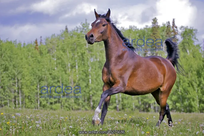  : Beautiful Bay Arabian Mare cantering in meadow of
