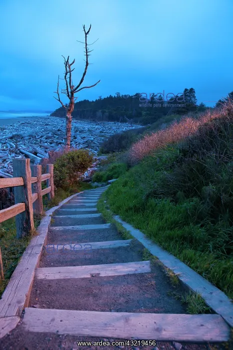 : Beautiful beach area at dusk, Kalaloch Lodge : Beautiful beach area at dusk, Kalaloch Lodge