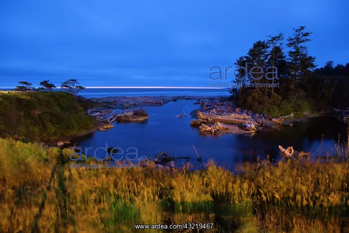 : Beautiful beach area at dusk, Kalaloch Lodge : Beautiful beach area at dusk, Kalaloch Lodge