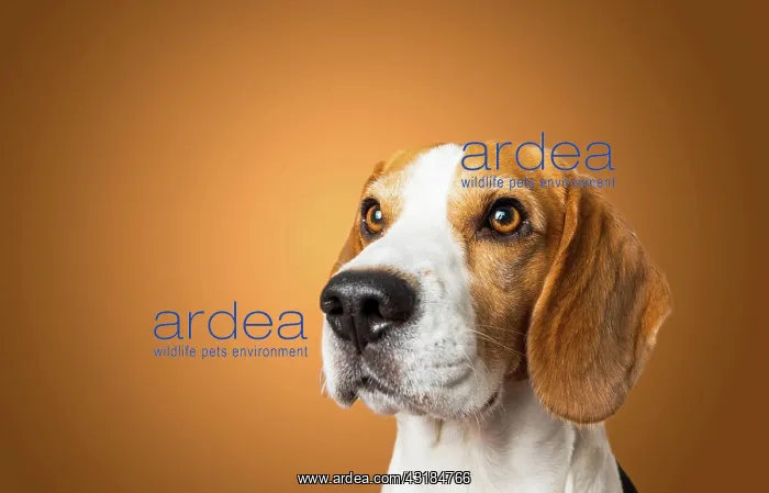 : Beautiful beagle dog isolated on brown background : Beautiful beagle dog isolated on brown background