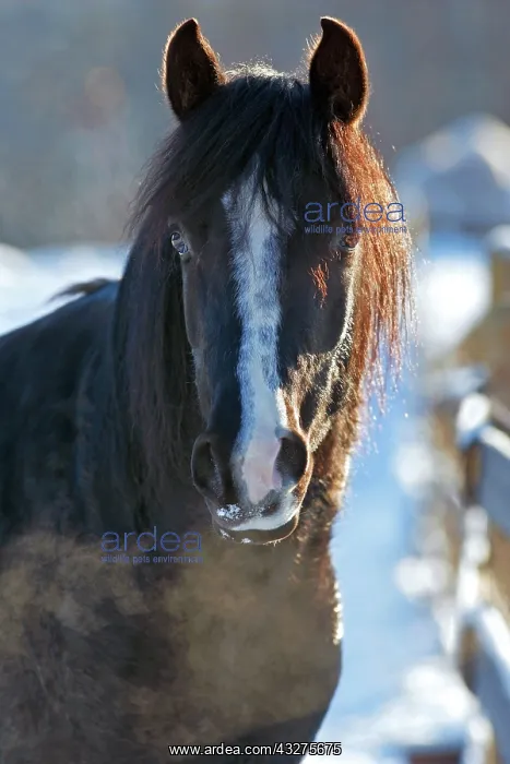 : Beautiful black Arabian Stallion standing outside : Beautiful black Arabian Stallion standing outside