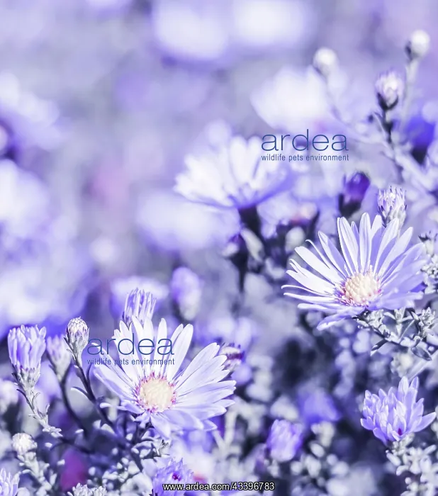  : Beautiful blue flowers Sapphire Mist Aster with