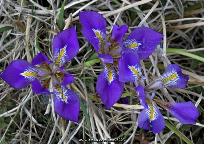 : Beautiful blue Iris. The Peloponnese form of cretan iris : Beautiful blue Iris. The Peloponnese form of cretan iris