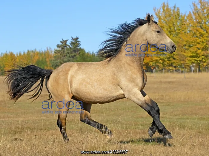 : Beautiful buckskin Horse, partbred Friesian Colt : Beautiful buckskin Horse, partbred Friesian Colt