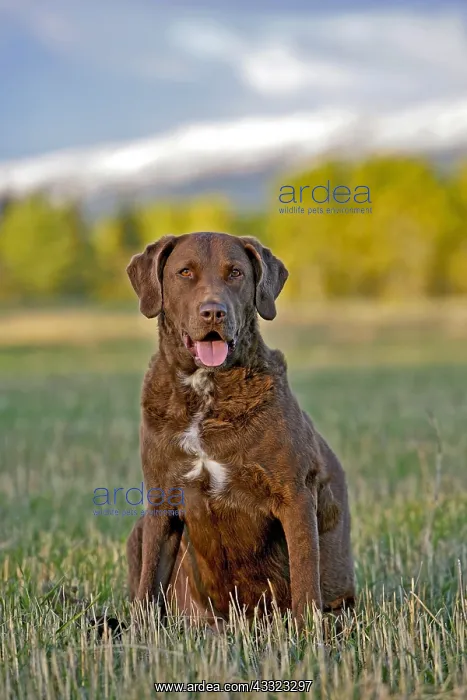 : Beautiful Chesapeake Bay Retriever sitting in farmers : Beautiful Chesapeake Bay Retriever sitting in farmers