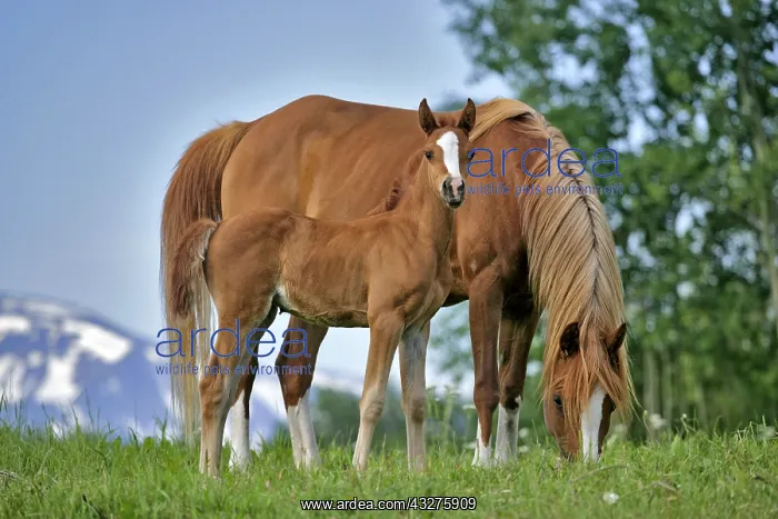 : Beautiful Chestnut Arabian Mare and here curious : Beautiful Chestnut Arabian Mare and here curious