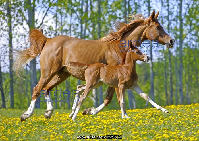 : Beautiful chestnut Arabian Mare with few day old : Beautiful chestnut Arabian Mare with few day old
