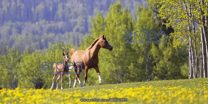 : Beautiful chestnut Arabian Mare and Foal running : Beautiful chestnut Arabian Mare and Foal running
