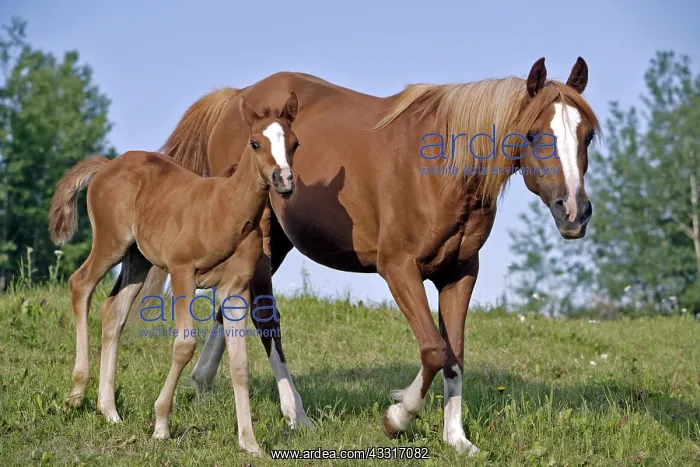 : Beautiful chestnut Arabian Mare and Foal walking : Beautiful chestnut Arabian Mare and Foal walking
