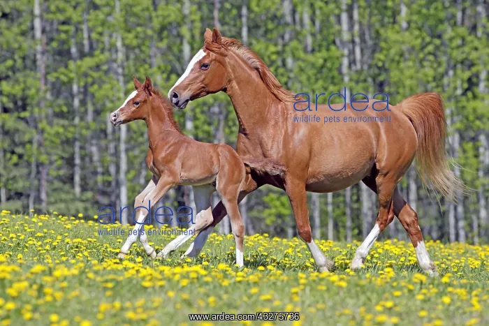: Beautiful chestnut Arabian Mare and few week old : Beautiful chestnut Arabian Mare and few week old