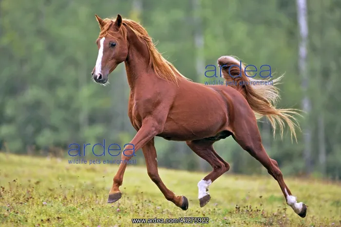 : Beautiful Chestnut Arabian Stallion running on meadow : Beautiful Chestnut Arabian Stallion running on meadow
