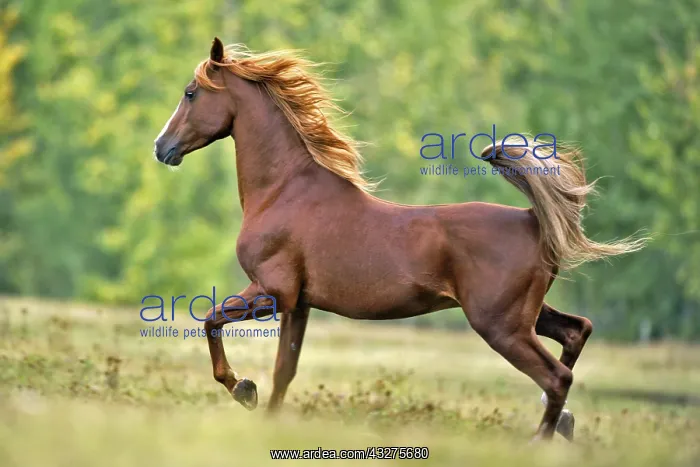  : Beautiful chestnut Arabian Stallion trotting on