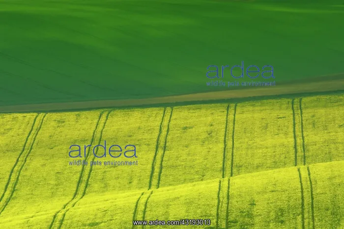 : Beautiful and colorful abstract landscape, with : Beautiful and colorful abstract landscape, with