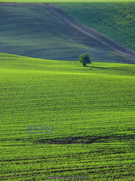 : Beautiful and colorful abstract landscape, with : Beautiful and colorful abstract landscape, with