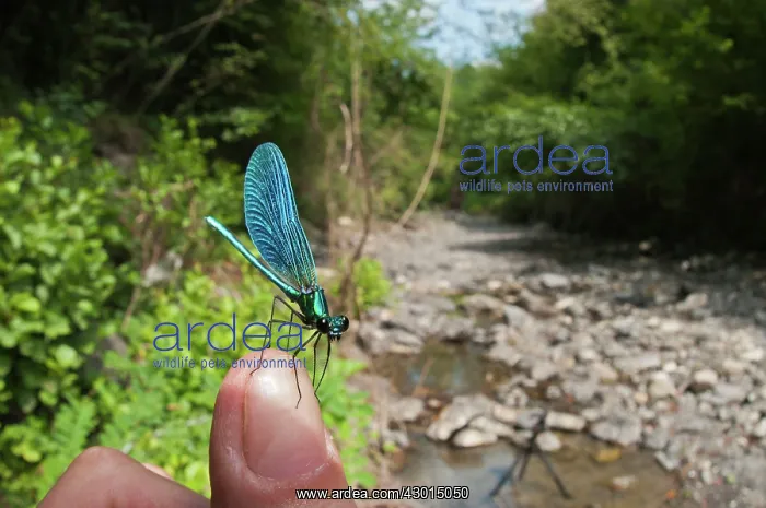 : Beautiful Damoiselle male on finger : Beautiful Damoiselle male on finger