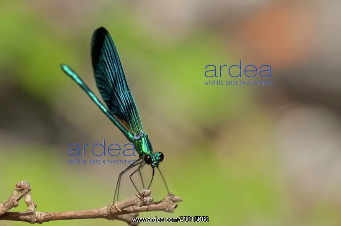  : Beautiful Damoiselle male on twig