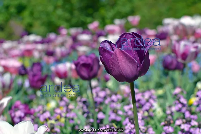 : Beautiful dark violet Negrita Tulip (Tulipa) flower : Beautiful dark violet Negrita Tulip (Tulipa) flower