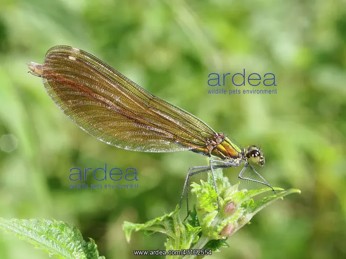 : Beautiful Demoiselle : Beautiful Demoiselle