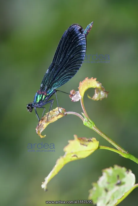 : Beautiful Demoiselle : Beautiful Demoiselle