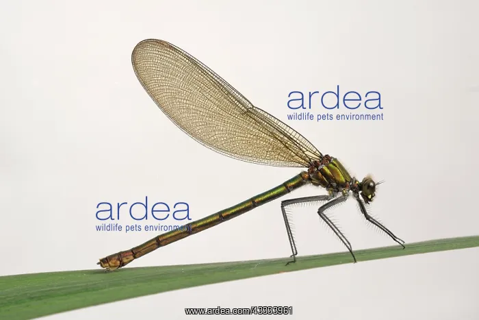 : Beautiful demoiselle : Beautiful demoiselle