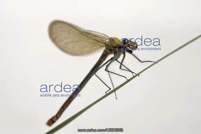  : Beautiful demoiselle