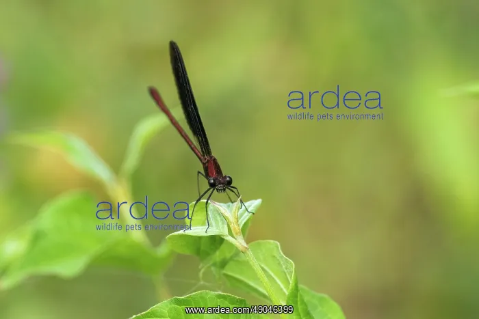 : BEAUTIFUL DEMOISELLE : BEAUTIFUL DEMOISELLE