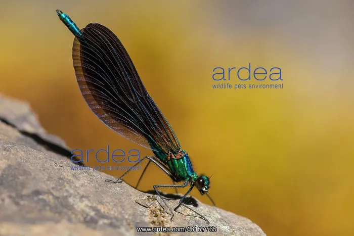 : Beautiful demoiselle (Calopteryx virgo) : Beautiful demoiselle (Calopteryx virgo)