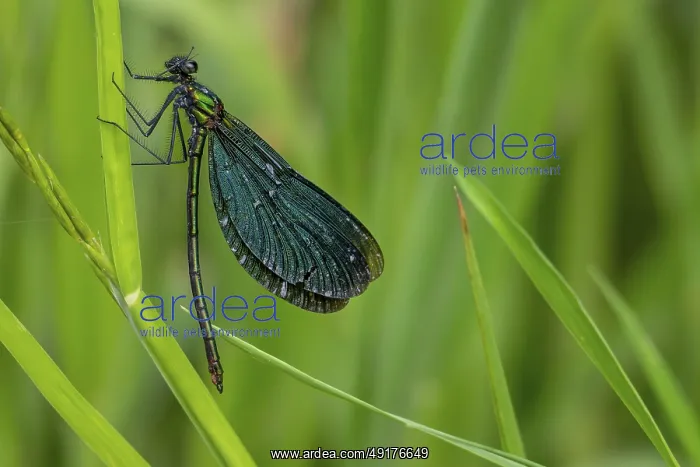: Beautiful demoiselle (Calopteryx virgo) : Beautiful demoiselle (Calopteryx virgo)