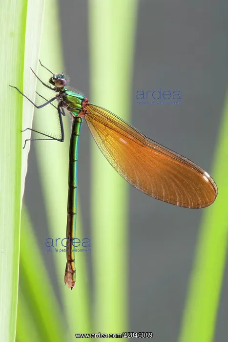 : Beautiful Demoiselle - female : Beautiful Demoiselle - female