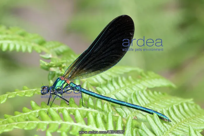 : Beautiful Demoiselle - male : Beautiful Demoiselle - male