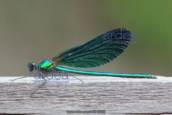 : Beautiful Demoiselle - male : Beautiful Demoiselle - male