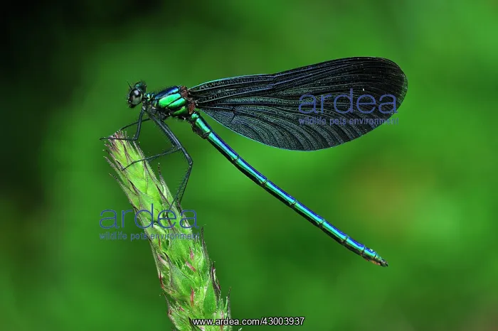 : Beautiful Demoiselle male : Beautiful Demoiselle male