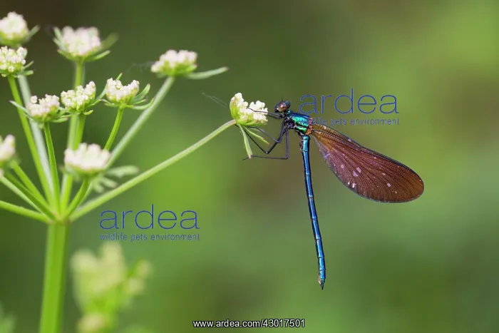 : Beautiful Demoiselle male on Hemlock Water Dropwort : Beautiful Demoiselle male on Hemlock Water Dropwort