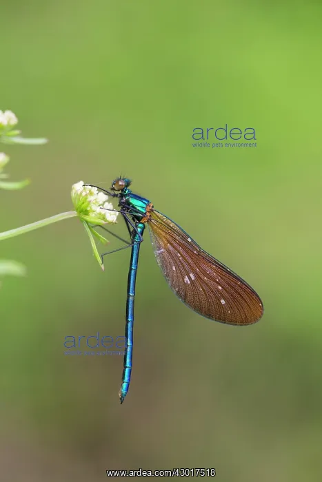: Beautiful Demoiselle male on Hemlock Water Dropwort : Beautiful Demoiselle male on Hemlock Water Dropwort