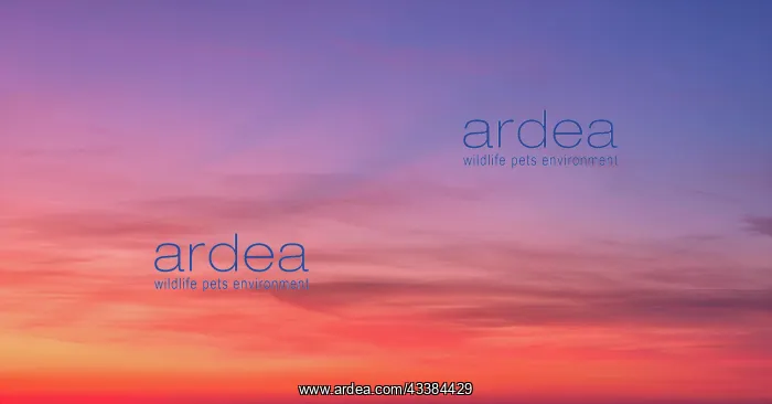 : Beautiful dramatic scenic after sunset sky background : Beautiful dramatic scenic after sunset sky background