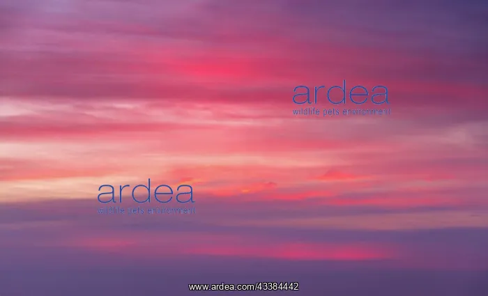 : Beautiful dramatic scenic after sunset sky background : Beautiful dramatic scenic after sunset sky background